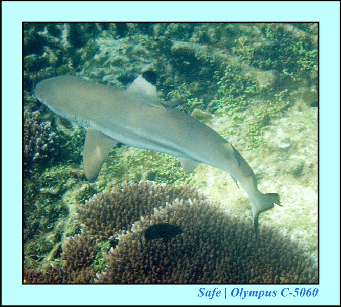 2008 - 07 - Redang - 089